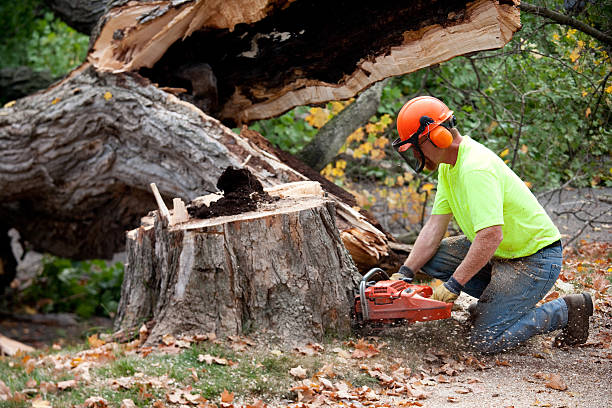 Best Arborist Services Near Me  in USA